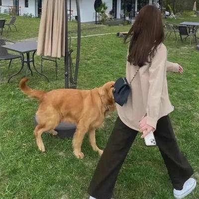 愤怒的蝴蝶